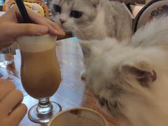 -more than meow吴止猫主题餐厅(承德 中船汇店)