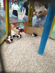 -萌宠亲子动物乐园(槐房万达店)