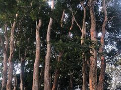 -中国科学院西双版纳热带植物园