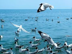 -青海湖国家重点风景名胜区