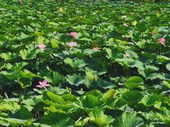 -长春市南湖公园