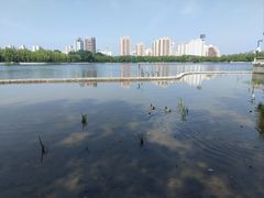 -莲花池公园