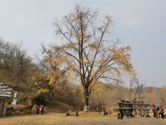 -千年银杏谷文化旅游区