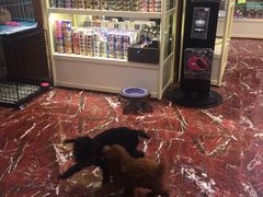 -多卡布奇宠物生活馆(上林世家店)