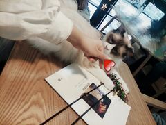 -李小姐の猫咖啡馆(五角场店)