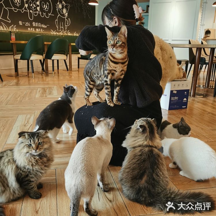 咖｜2只驼驼+27只猫猫的至尊服务