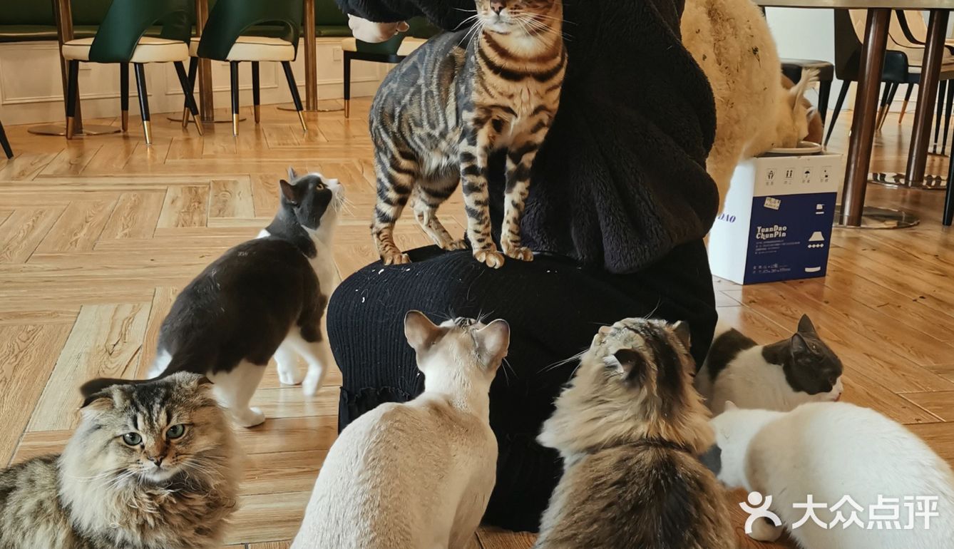 咖｜2只驼驼+27只猫猫的至尊服务