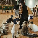 咖｜2只驼驼+27只猫猫的至尊服务