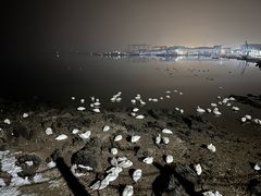 -烟墩角天鹅湖