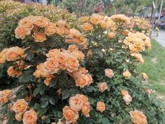 -张二毛(沃尔玛店)