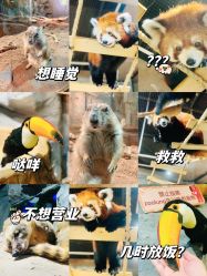 -Zoolung Zoolung动物主题公园(海信广场店)