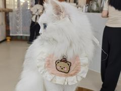-共舞时光猫咖·狗咖(新街口店)