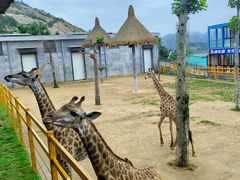 -西霞口神雕山野生动物世界