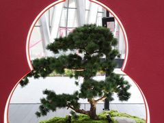 -深圳湾万象城(南山店)