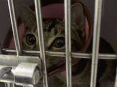 -瑞派动物医院·绝育·犬猫全科·预防医学(光景江南中店)