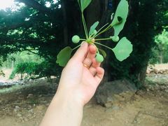 -洛阳白云山景区