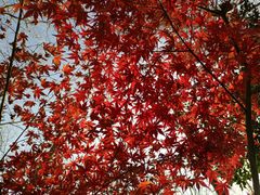 -合肥滨湖国家森林公园