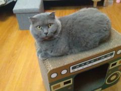 -猫宠乐园·专业洗护