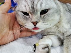 -爱侣宠医·鹦鹉专科·小型哺乳类·异宠专科(灵石路店)