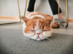 -飞行喵MR PILOT|猫舍·猫咖(静安大融城店)