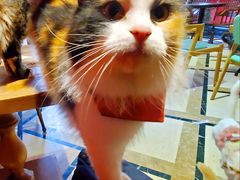 -猫色咖啡·猫咖