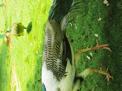 -鄱阳湖国家湿地公园