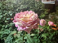 -杨厝六十六农庄农舍(杨厝路店)