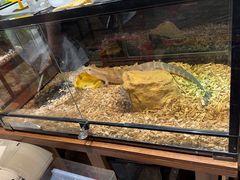 -酷以爬仙阁实体爬宠店·守宫·蜥蜴·专业繁育