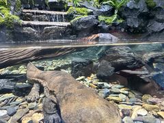 -海合安成都极地海洋公园