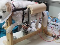 -西安京西宠物医院·瘫痪·疑难杂症