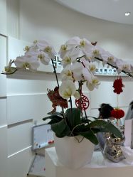 -JUVA欧华医美连锁