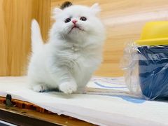 -欣宠猫屋·矮脚拿破仑·蓝金金渐层