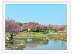 -花开海上生态园
