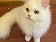 -MOCHA明星猫咖(田子坊店)