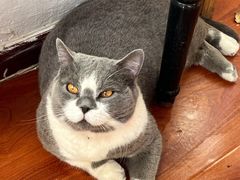 -猫小院猫主题咖啡厅(北锣店)