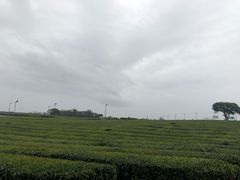 -雪绿茶博物馆