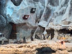 -帝企鹅自助餐厅•儿童岛•真企鹅(长隆企鹅酒店)