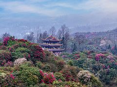 -贵州百里杜鹃风景名胜区
