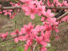 -象头山国家级自然保护区