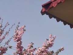 -洛阳郁金香牡丹园