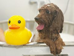 -comecome来吧宠物(奥克斯中心店)