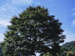 -广州市石门国家森林公园