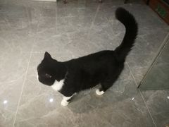 -猫爷宠物生活馆·撸猫馆