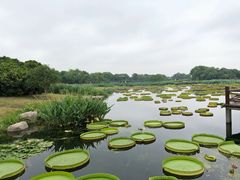 -荷塘月色湿地公园·向阳花洲