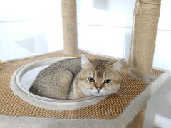 -番禺广场(市桥街道)