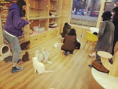 -猫的茶·猫咖