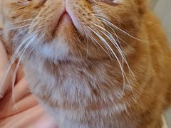 -飞行喵MR PILOT|猫舍·猫咖(静安大融城店)
