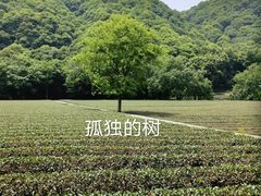 -云栖竹径