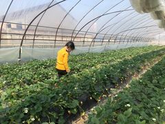 -尚田草莓姑娘白草莓采摘基地