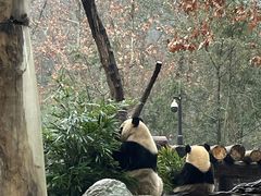 -都江堰中华大熊猫苑